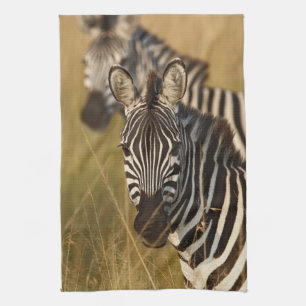 Burchell's zebra in hoog zomergras, Masai Theedoek