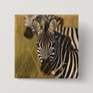 Burchell's zebra in hoog zomergras, Masai Vierkante Button 5,1 Cm