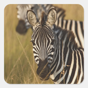Burchell's zebra in hoog zomergras, Masai Vierkante Sticker
