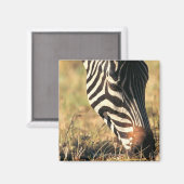 Burchells zebra magneet (Voorkant / Achterkant)