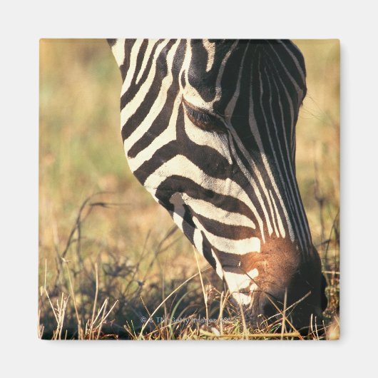 Burchells zebra magneet (Voorkant)