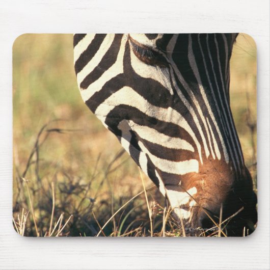 Burchells zebra muismat (Voorkant)