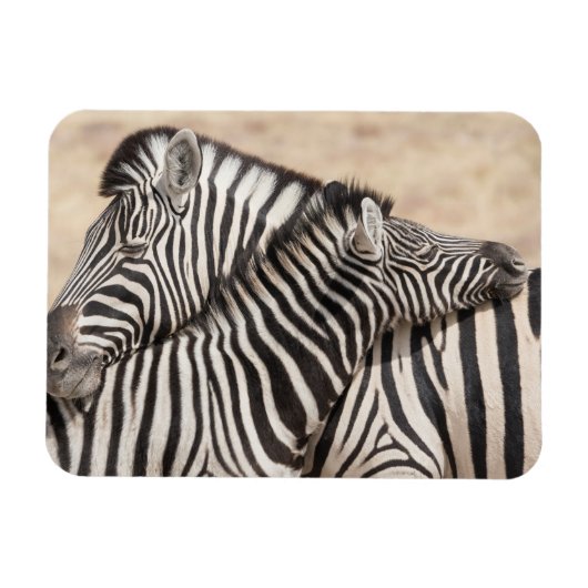 Burchell's zebra's nekgevecht magneet (Horizontaal)