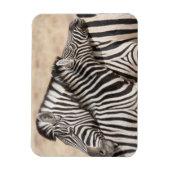 Burchell's zebra's nekgevecht magneet (Verticaal)