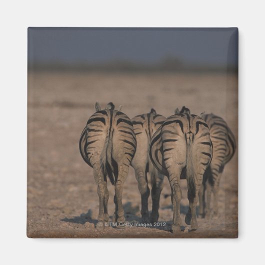 Burchell's Zebras Walking Magneet (Voorkant)