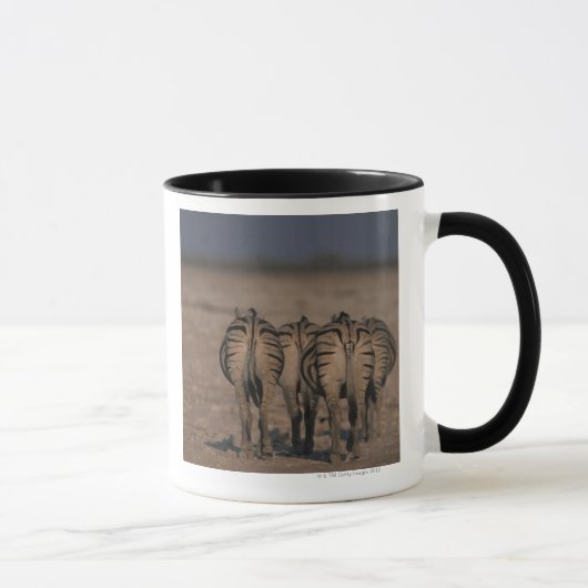 Burchell's Zebras Walking Mok (Rechts)