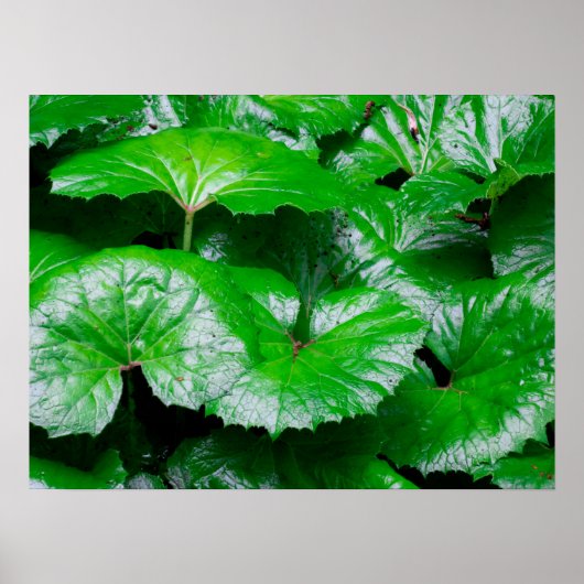Burdock Leaves - Abstracte foto van Natuur Poster (Voorkant)