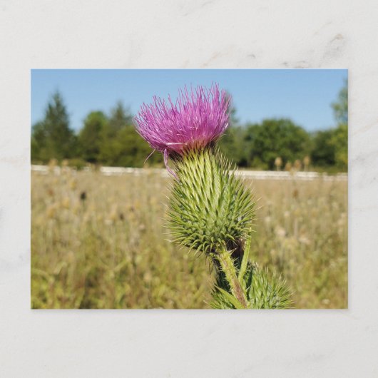 Burdock Thistle briefkaart (Voorkant)
