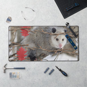 Bureaumat Opossum Natuur Wildlife