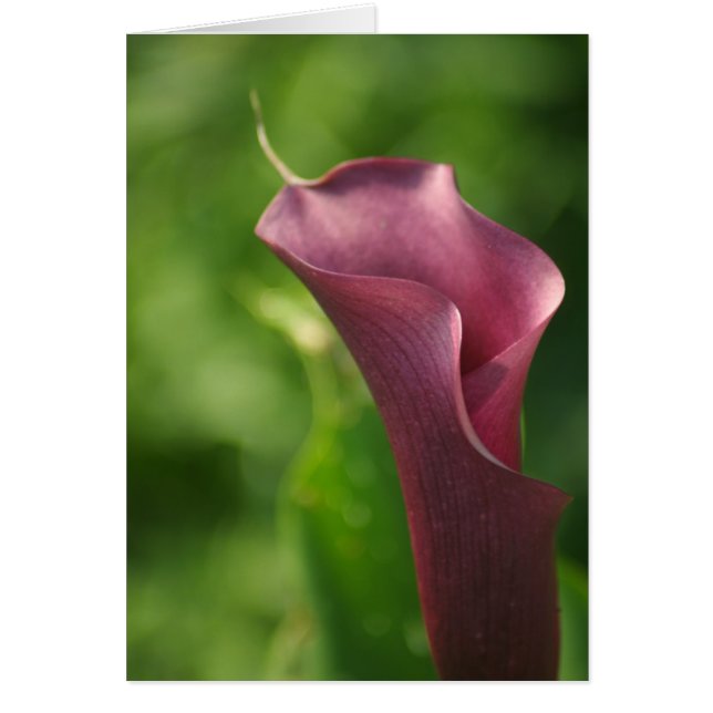 Burgandy Calla Lily (Voorkant)