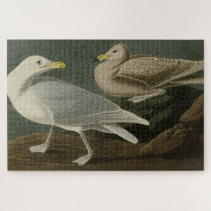Burgomaster Gull - van de Amerikaanse vogels van A Legpuzzel