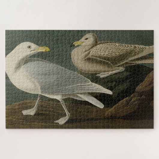 Burgomaster Gull - van de Amerikaanse vogels van A Legpuzzel (Horizontaal)