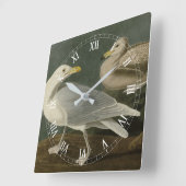 Burgomaster Gull - van de Amerikaanse vogels van A Vierkante Klok (Hoek)