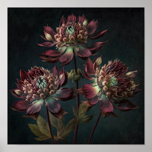 Burgundy Astrantia Bloemen Kunstprint Poster