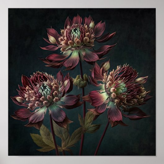 Burgundy Astrantia Bloemen Kunstprint Poster (Voorkant)