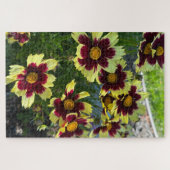 Burgundy en Geel Coreopsis, San Mateo Legpuzzel (Horizontaal)