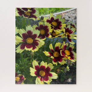 Burgundy en gele Coreopsis, San Mateo Legpuzzel