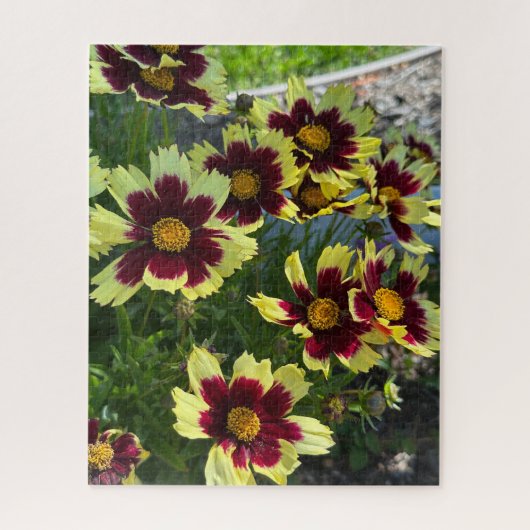 Burgundy en gele Coreopsis, San Mateo Legpuzzel (Verticaal)