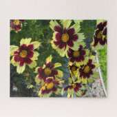 Burgundy en gele Coreopsis, San Mateo Legpuzzel (Horizontaal)
