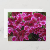 Burgundy Geranium Briefkaart (Voorkant / Achterkant)