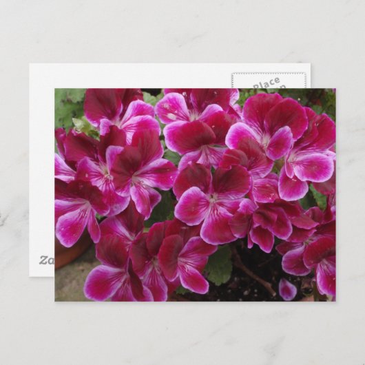 Burgundy Geranium Briefkaart (Voorkant / Achterkant)