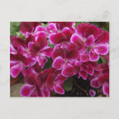 Burgundy Geranium Briefkaart (Voorkant)