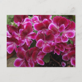 Burgundy Geranium Briefkaart