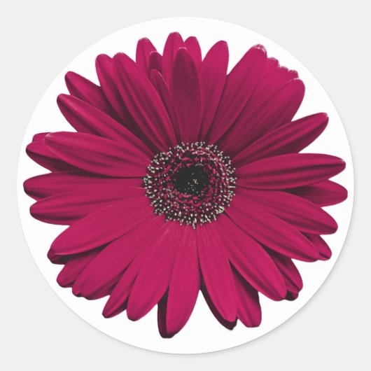 Burgundy Gerbera Daisy Flower Envelope Seal Ronde Sticker (Voorkant)