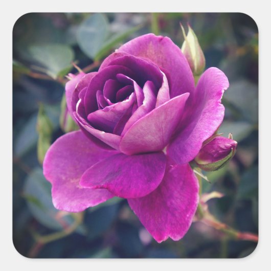 Burgundy Iceberg Roos #2-2 Sticker (Voorkant)