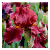 Burgundy Iris Flower Glossy Poster (Voorkant)