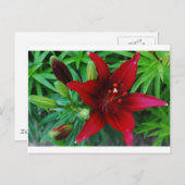 Burgundy Lily Briefkaart (Voorkant / Achterkant)