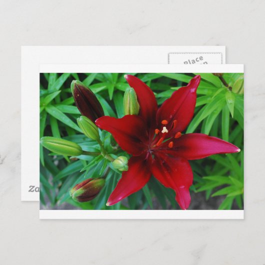 Burgundy Lily Briefkaart (Voorkant / Achterkant)