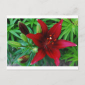 Burgundy Lily Briefkaart (Voorkant)