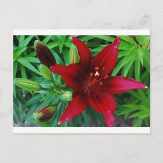 Burgundy Lily Briefkaart (Voorkant)