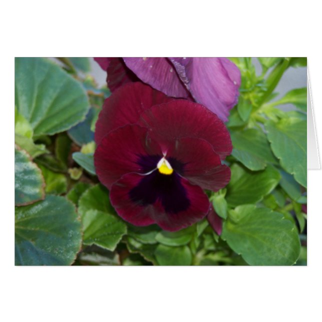 Burgundy Pansy (Voorkant Horizontaal)