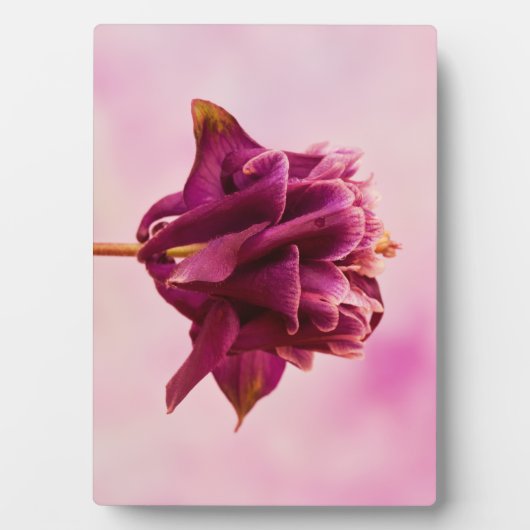 Burgundy Pink Columbine Fotoplaat (voorkant)