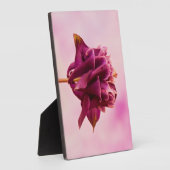 Burgundy Pink Columbine Fotoplaat (Zijkant)