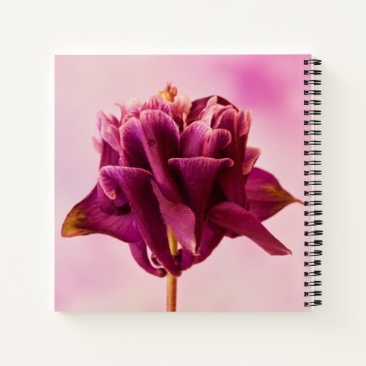 Burgundy Pink Columbine Notitieboek (Achterkant)