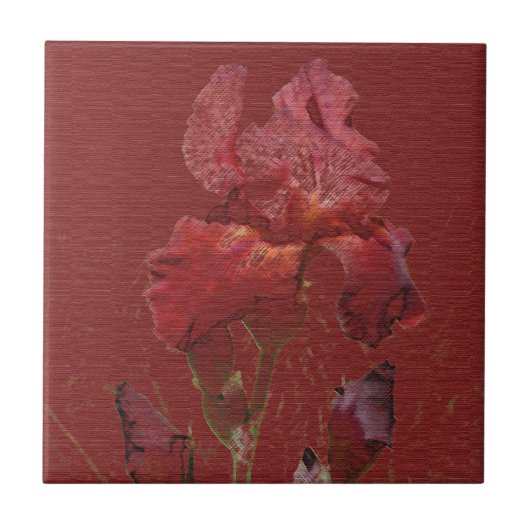 Burgundy Red Iris Garden Flower Tegeltje (Voorkant)