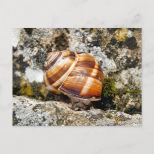 Burgundy snail briefkaart