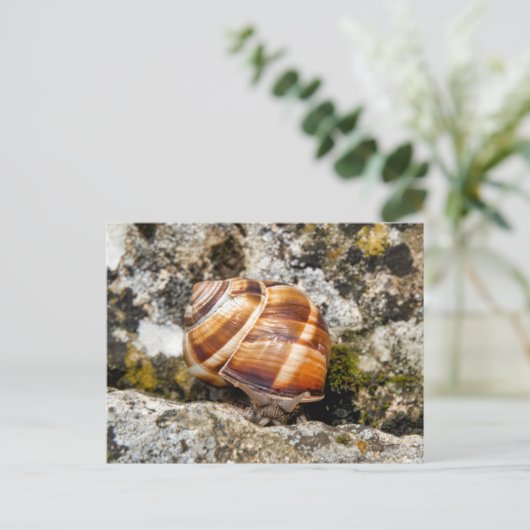 Burgundy snail briefkaart (Staand voorkant)