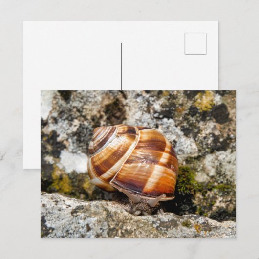 Burgundy snail briefkaart (Voorkant / Achterkant)