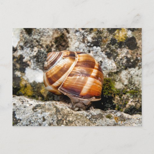 Burgundy snail briefkaart (Voorkant)