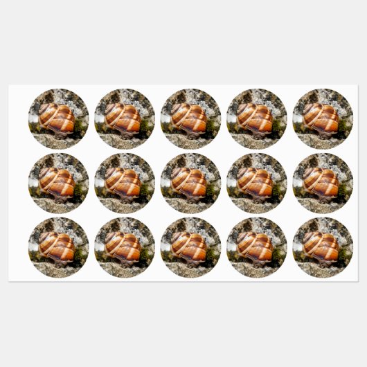 Burgundy snail labels (Vel)