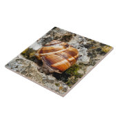 Burgundy snail tegeltje (Zijkant)