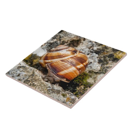 Burgundy snail tegeltje (Zijkant)