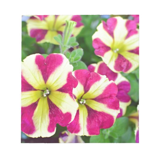 Burgundy Star Petunias Notitieblok (Voorkant)