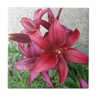 Burgundy Starburst Lily Tegeltje
