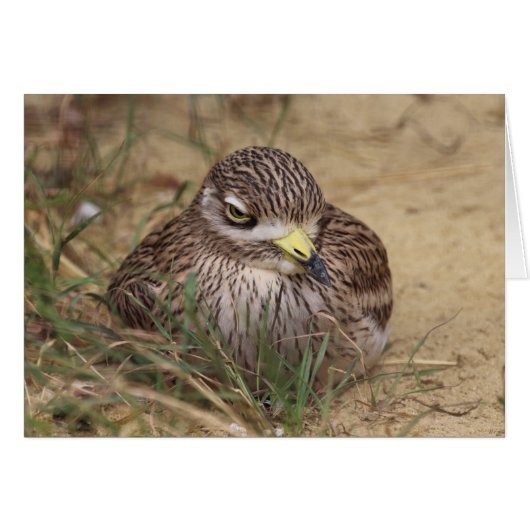 Burhinus oedicnemus (Voorkant Horizontaal)