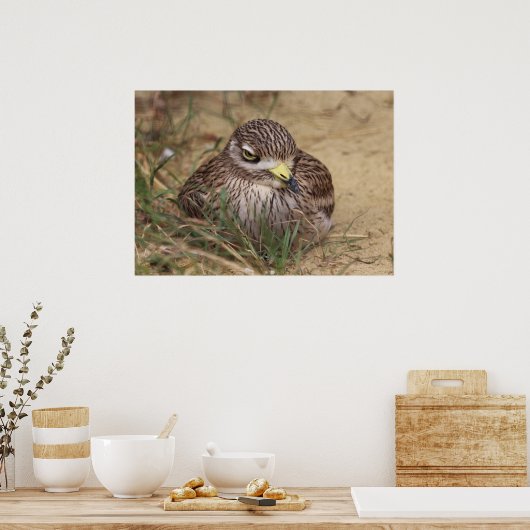 Burhinus oedicnemus poster (Keuken)